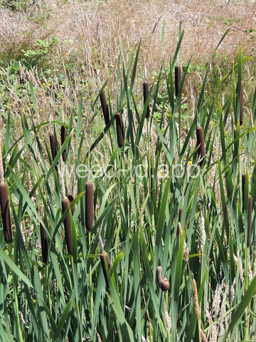 cattail, common